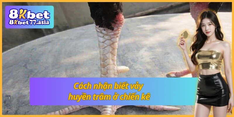 Bí quyết soi chuẩn vảy huyền trâm ở gà chọi